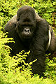 Berggorilla macht Gorilla Marketing, Bild von http://www.flickr.com/photos/59824614@N00